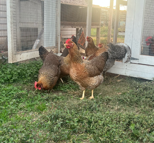 Bielefelder chickens foraging outside a coop, showing barred plumage and calm temperament on a homestead.