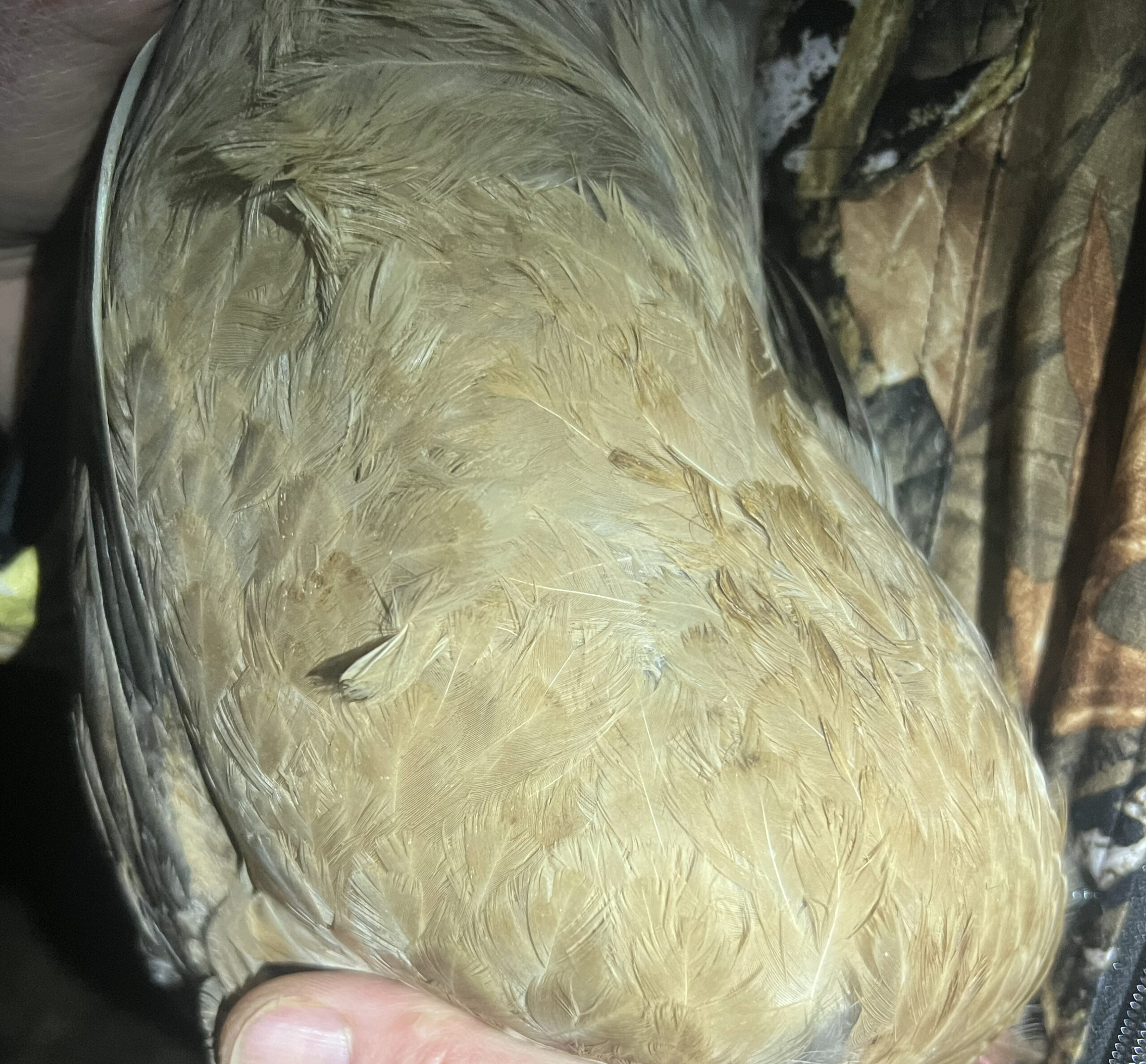 Chicken feather collection area showing proper location for poultry DNA testing samples